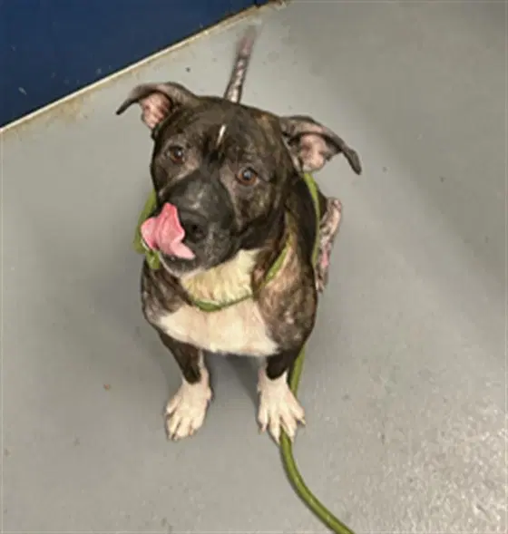 Wendy Lou - Pit Bull Terrier
