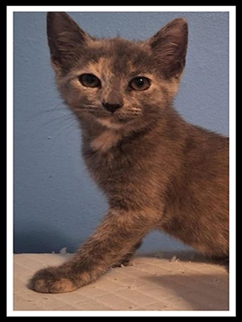 picture of the cat needing adoption