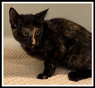picture of the cat needing adoption