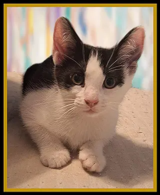 Shunk - Domestic Short Hair