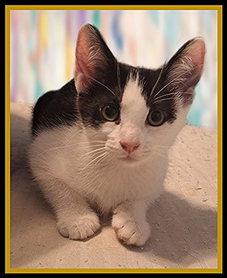 picture of the cat needing adoption