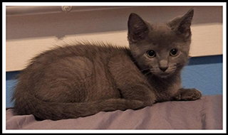 picture of the cat needing adoption