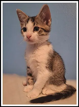 Roach - Domestic Short Hair
