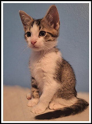 picture of the cat needing adoption