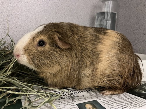PICKLES, a guinea pig for adoption from Peoria Animal Welfare Shelter