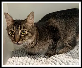 Boombox - Domestic Medium Hair