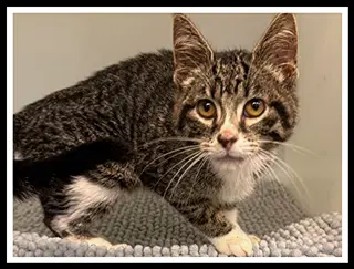 Dolly - Domestic Short Hair
