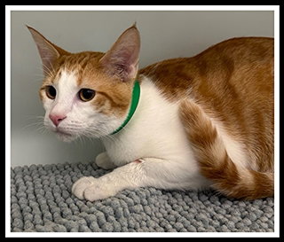 picture of the cat needing adoption
