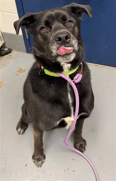 Cauldron - Labrador Retriever