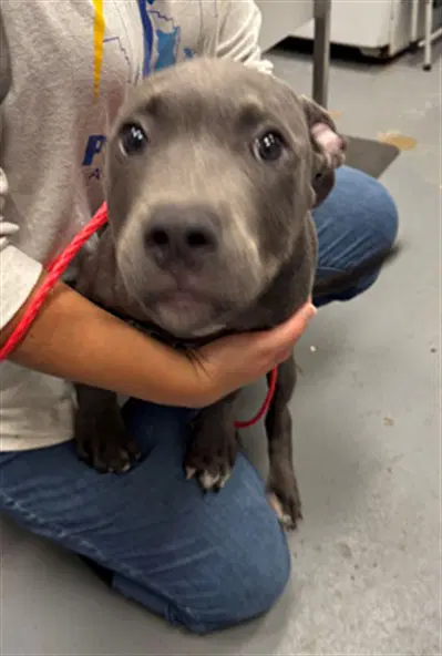 Bowie - Pit Bull Terrier