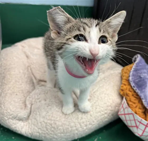 Ordiance - Domestic Short Hair