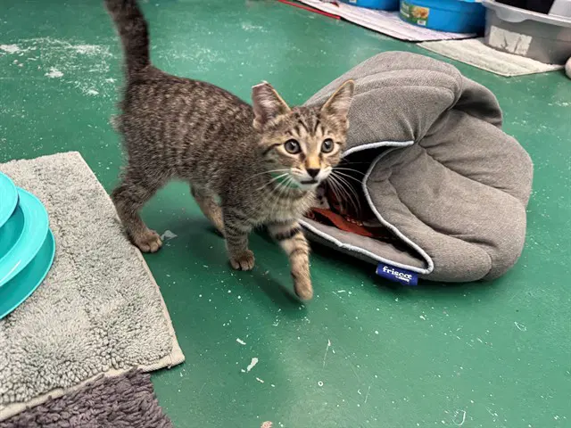 Aco - Domestic Short Hair