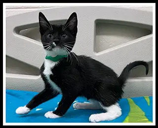Severus - Domestic Short Hair