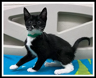 Severus