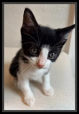 Hedwig - Domestic Short Hair