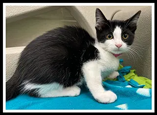 Ginny - Domestic Short Hair