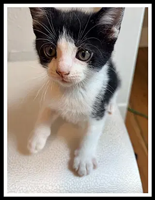 Fred - Domestic Short Hair