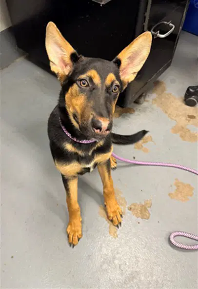 Sabrina - German Shepherd Dog