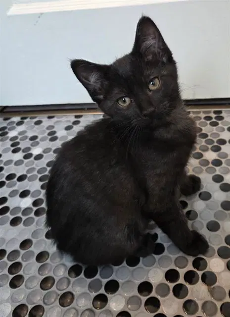 Little Runt - Domestic Short Hair