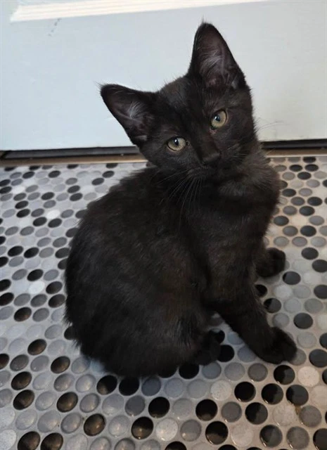 Little Runt