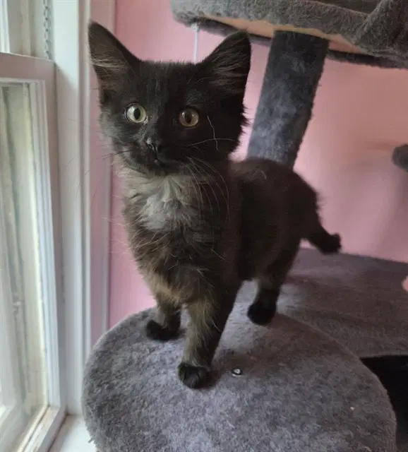 Little Fluff - Domestic Short Hair