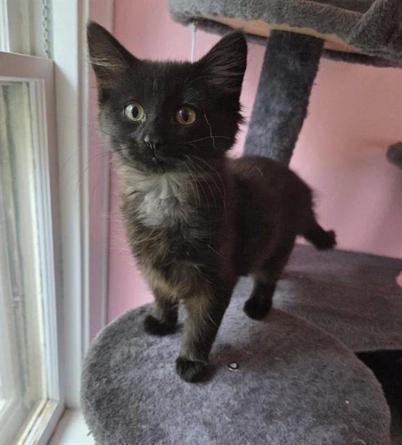 Little Fluff