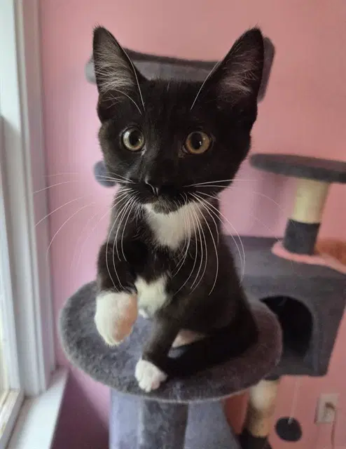 Little Tux - Domestic Short Hair