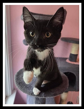 LITTLE TUX, a cat for adoption from Peoria Animal Welfare Shelter