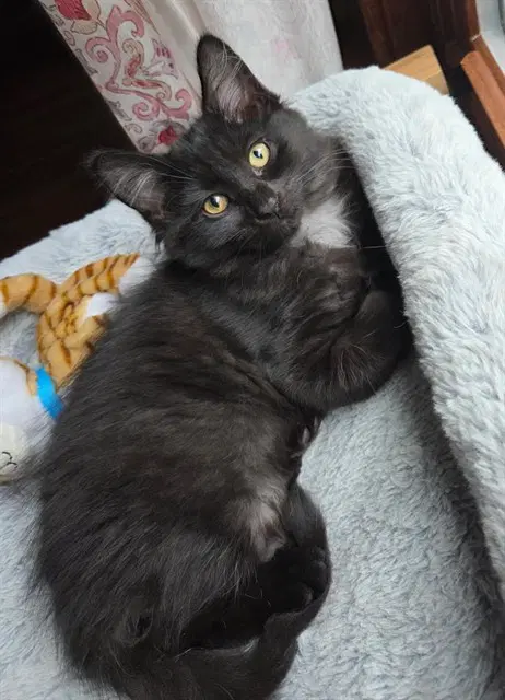 Big Fluff - Domestic Short Hair