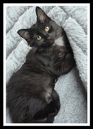 BIG FLUFF, a cat for adoption from Peoria Animal Welfare Shelter