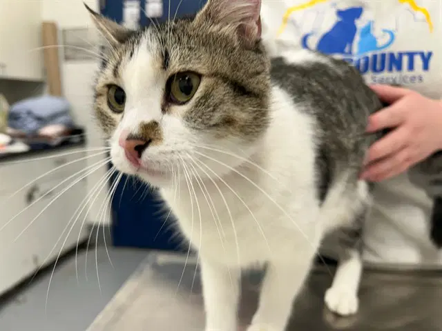 Lady - Domestic Short Hair