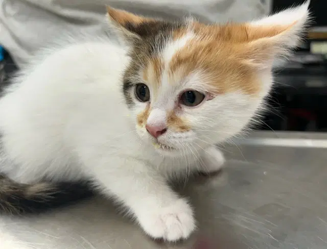 Mercy - Domestic Short Hair