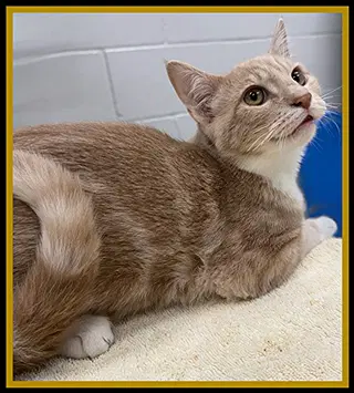 Squeaky - Domestic Short Hair