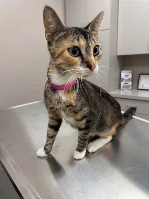 Lylas - Domestic Short Hair