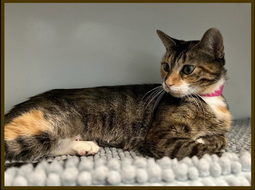 LYLAS, a cat for adoption from Peoria Animal Welfare Shelter