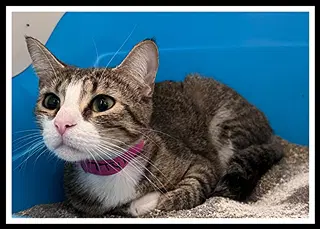 Ttyl - Domestic Short Hair