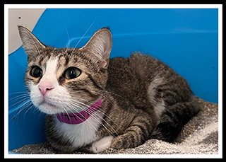 TTYL, a cat for adoption from Peoria Animal Welfare Shelter