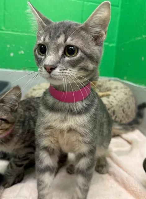 Dweeb - Domestic Short Hair