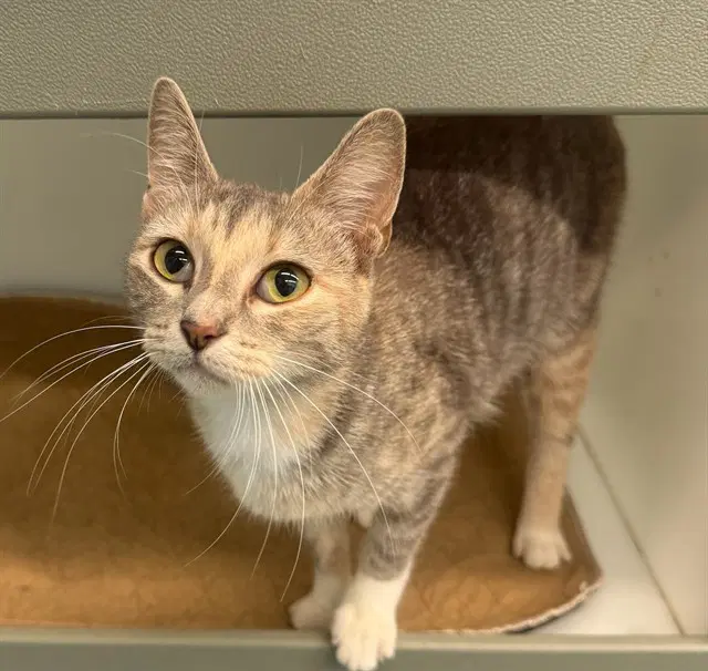 Purrsephone - Domestic Short Hair