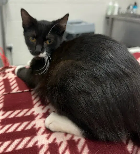 Kacey - Domestic Short Hair
