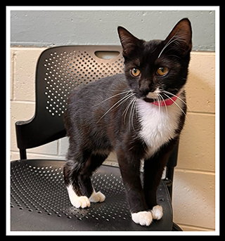 KACEY, a cat for adoption from Peoria Animal Welfare Shelter