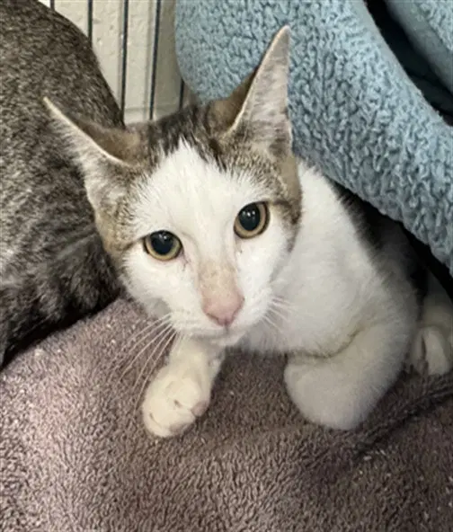 Squirmy Wormie - Domestic Short Hair