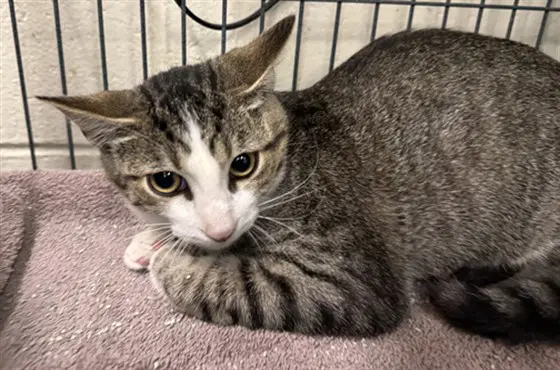 Restless Ron - Domestic Short Hair
