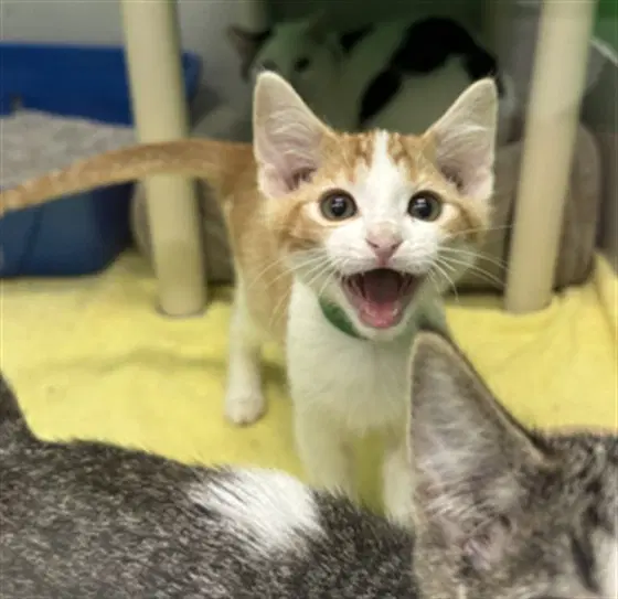 Clam - Domestic Short Hair