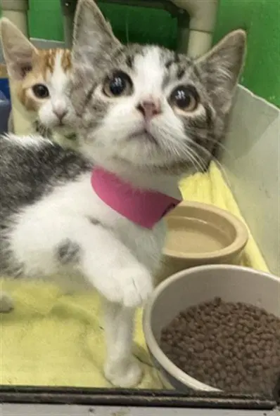 Shell - Domestic Short Hair
