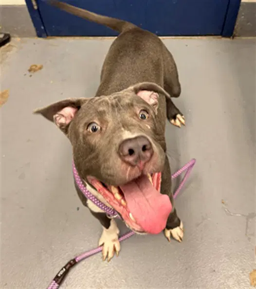 Abracadaniel - Pit Bull Terrier