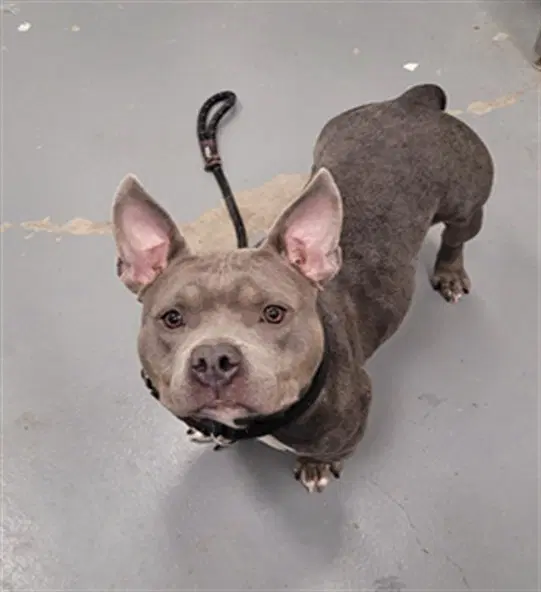 Perch - Pit Bull Terrier