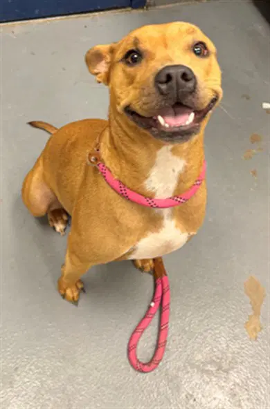 Maura - Pit Bull Terrier