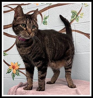 CORDELIA SPRINKLES, a cat for adoption from Peoria Animal Welfare Shelter