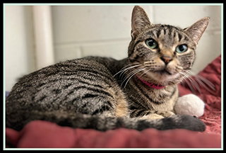 CINNAMON NIGHTSHADE, a cat for adoption from Peoria Animal Welfare Shelter